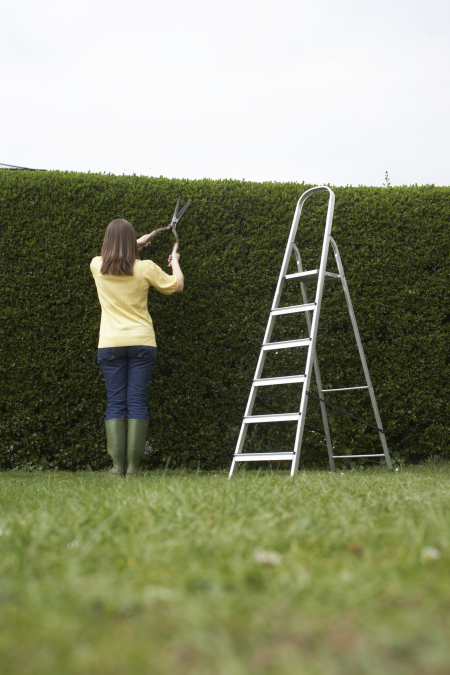 Woman trimming hedge with hedge clippers, rear view