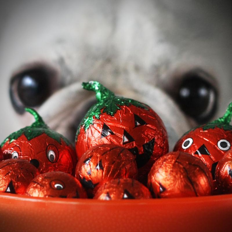 Halloween candy with dog face in background.